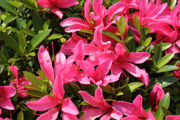 ピンクのツツジ