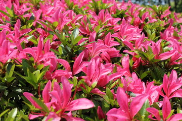 ピンクのツツジ