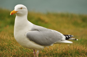 Herring Gull