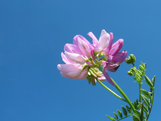 Pink flower against  sky.