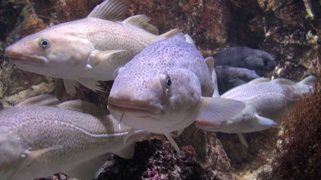 Morue de l'Atlantique (Gadus morhua)