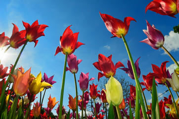 Obraz premium Field of tulips