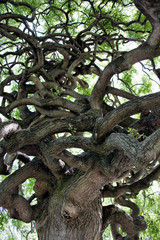 Fototapeta premium Tree with interesting limbs