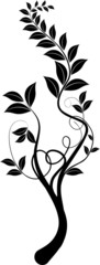 Obraz premium Liane vecteur noir sur fond blanc - brush dessin vectoriel