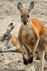 Kangaroo in Australia