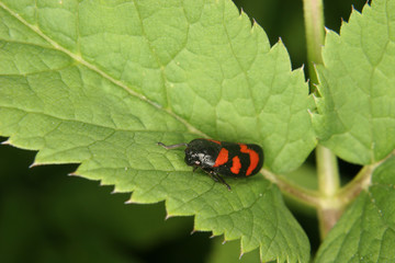 Blutzikade (Cercopis vulnerata)