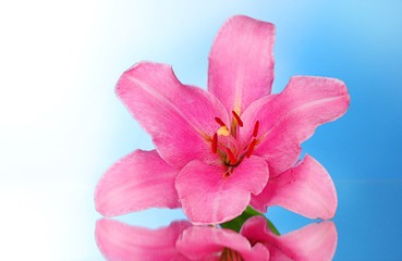 Naklejka na ściany i meble Pink lily flower on blue background with reflection