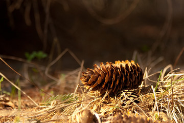 Еловая шишка на траве