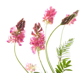 flowering Sainfoin, Onobrychis viciifolia