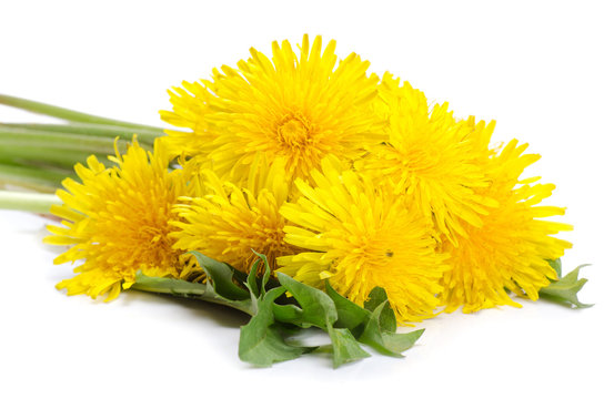 Yellow dandelion isolated on a white
