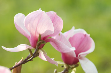 bloem van magnolia