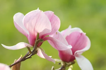 Crédence de cuisine en verre imprimé Magnolia fleur de magnolia