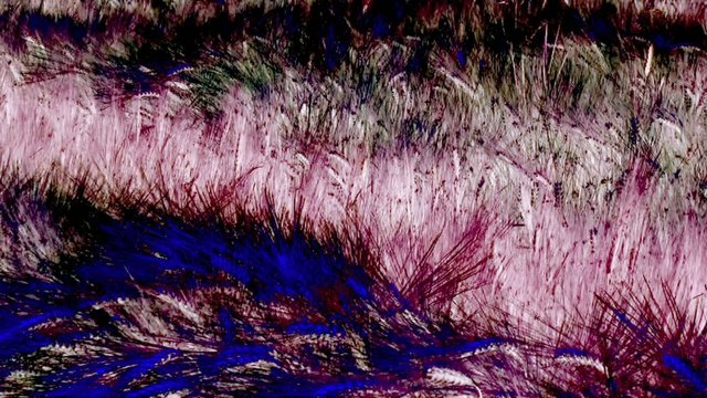 Effet sur des c&eacute;r&eacute;ales