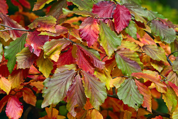 Autumn foliage