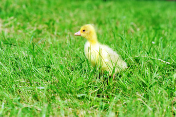 duckling on green grass