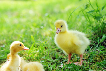 three fluffy chicks