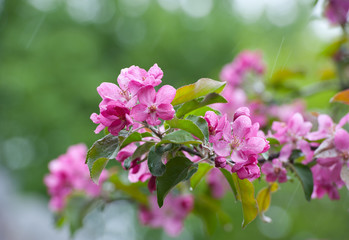 flowers apple-tree
