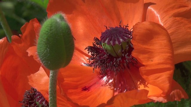 Pavot d'Orient (Papaver orientale) dans le vent