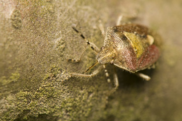 Dolycoris baccarum