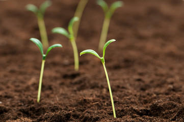 Green seedling illustrating concept of new life