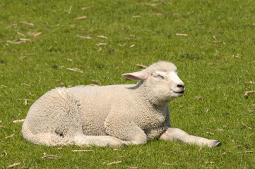 Lamm auf der Wiese