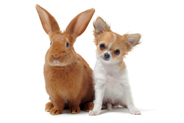 chiot chihuahua et lapin