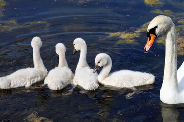 Obraz premium En rang !