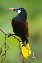 Montezuma Oropendola in Costa Rica