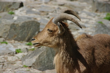 kozica górska © emar