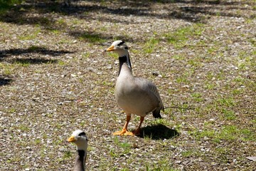 Anatre al parco