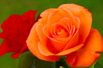 Geburtstagkarte,Rosen