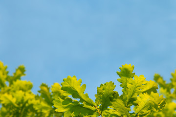 Oak green leaves