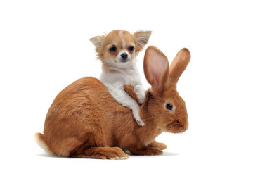 chiot chihuahua et lapin