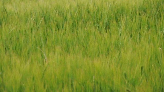 Kornfeld