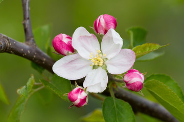 Apple flower