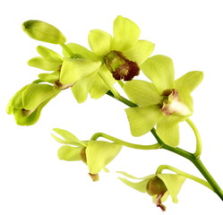 Striking green orchid