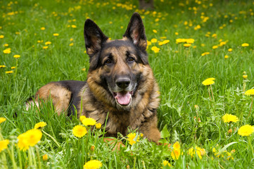 German Shepherd on the meadow