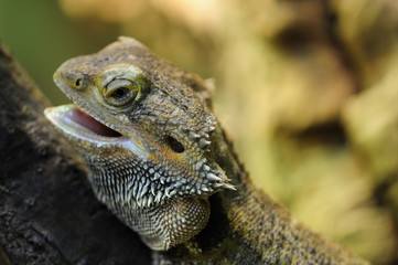 Pogona vitticeps