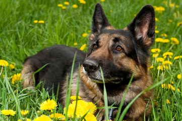 German Shepherd on the meadow close up
