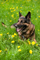 German Shepherd on the meadow with dandelions