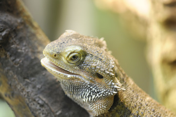 Pogona vitticeps