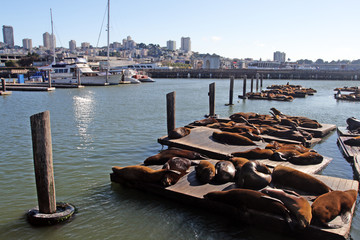 Naklejka premium Sea lions at Pier 39, San Francisco, USA..