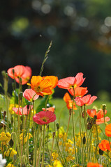 fleurs multicolores 3