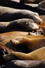 Fototapeta premium Sea lions at Pier 39, San Francisco, USA..