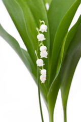 Fototapeta premium Maiglöckchen (Convallaria majalis) Ausschnitt von Blättern und B