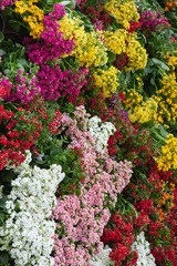 massif multicolore de kalanchoés