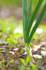 Spring onion
