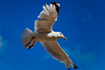 Bird in a blue sky