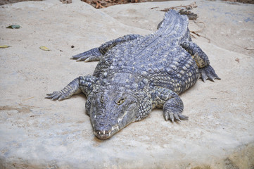 Big crocodile