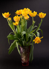 yellow tulips